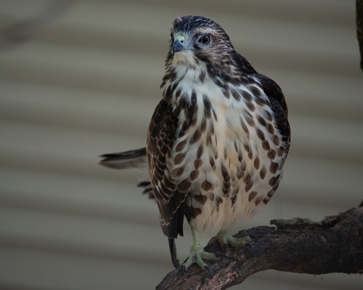 Broad-winged Hawk - ML641673736