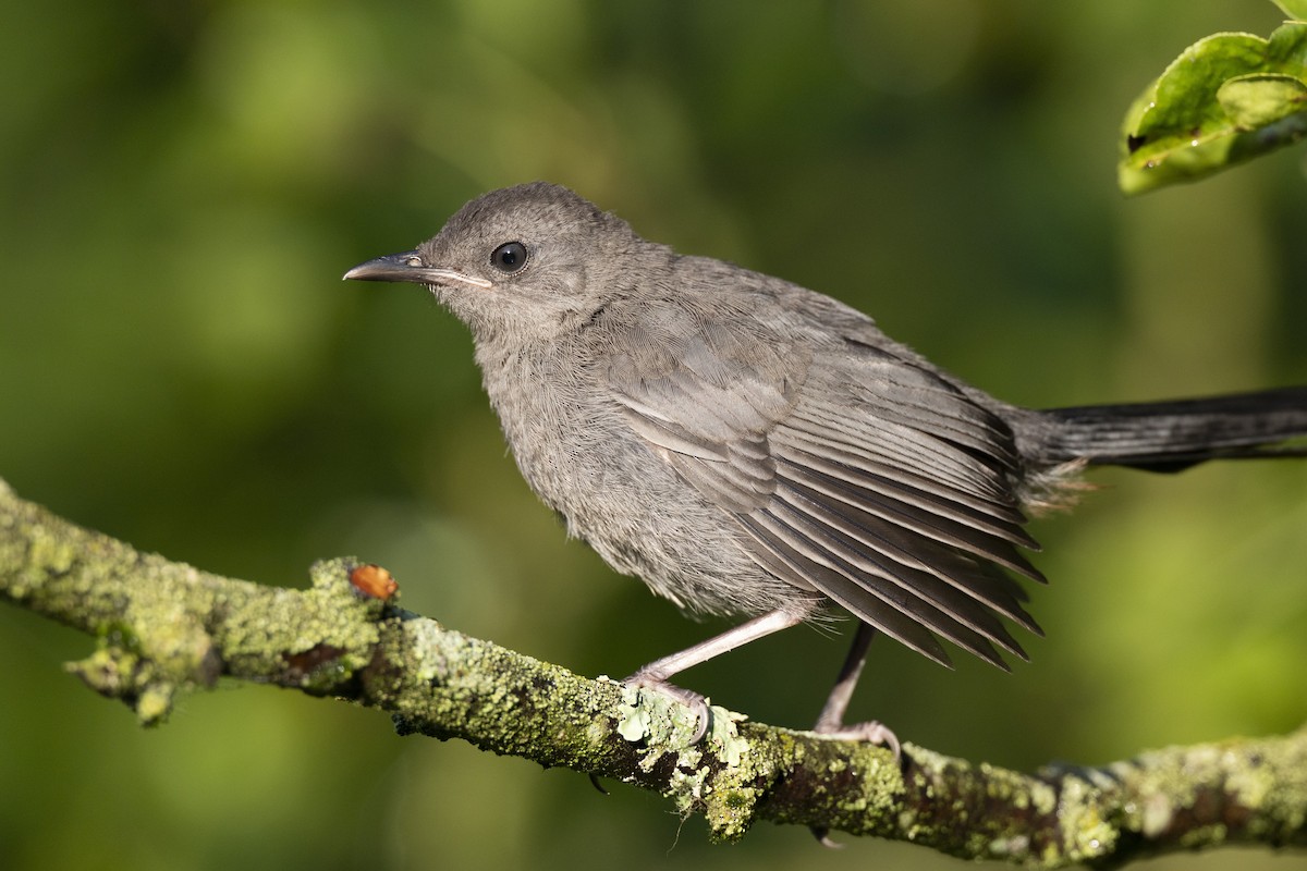 Gray Catbird - ML641673737