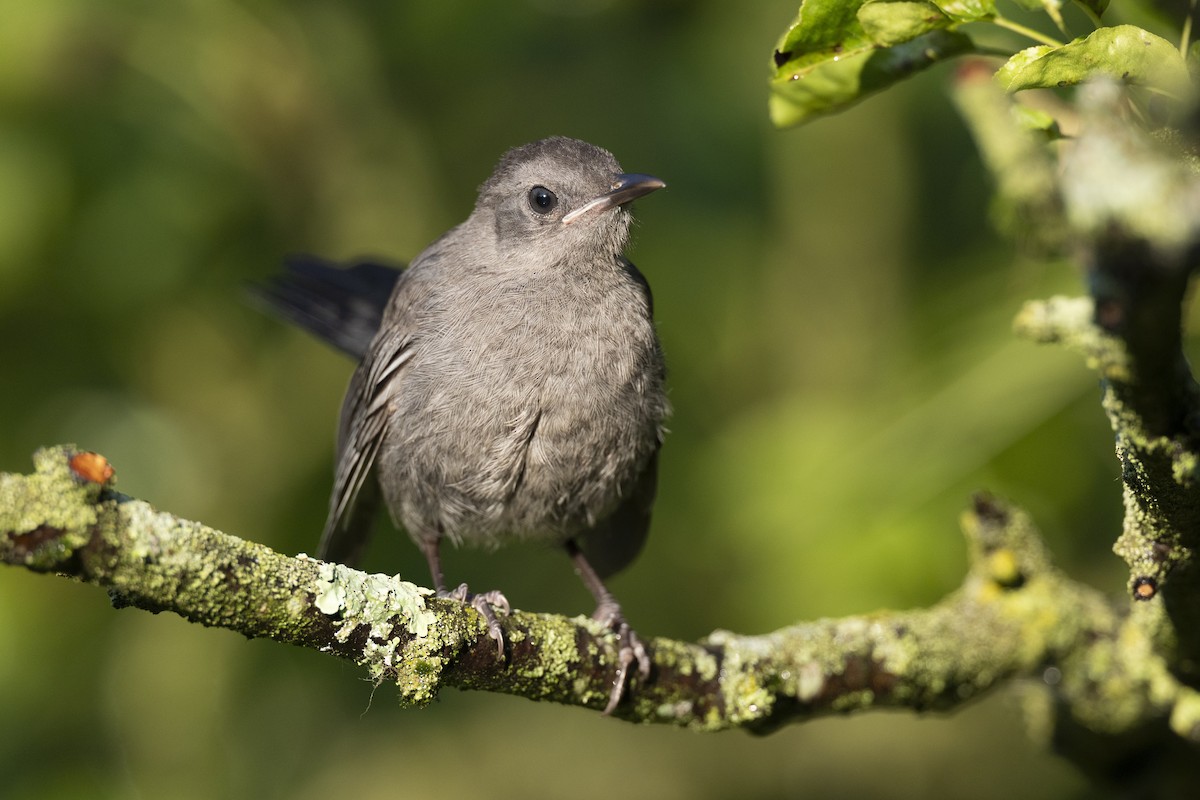 Gray Catbird - ML641673738
