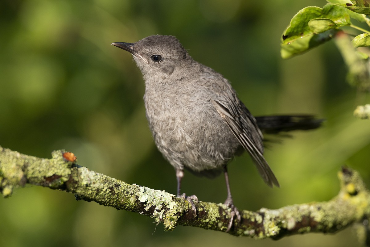 Gray Catbird - ML641673739