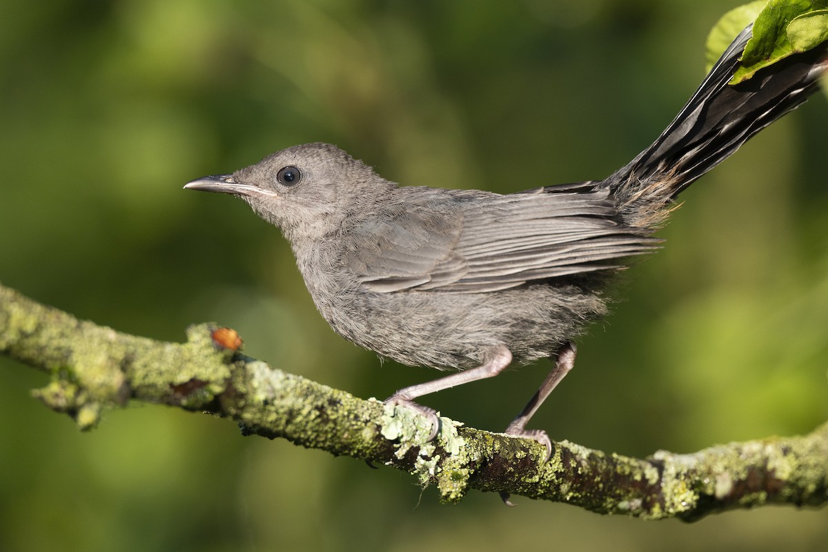 Gray Catbird - ML641673740