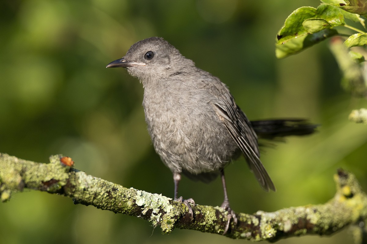 Gray Catbird - ML641673741