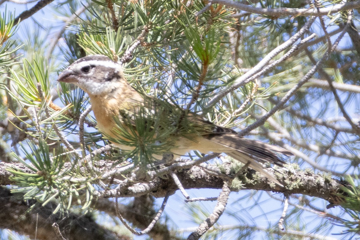 Black-headed Grosbeak - ML641673807