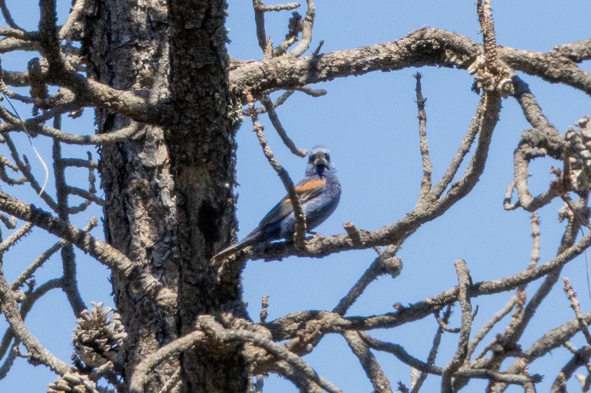 Blue Grosbeak - ML641673812