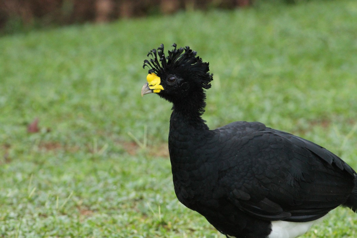 Great Curassow - ML641673887