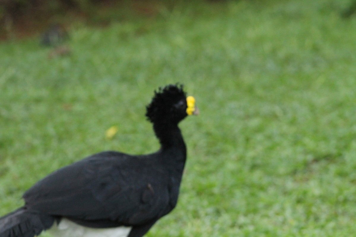 Great Curassow - ML641673888