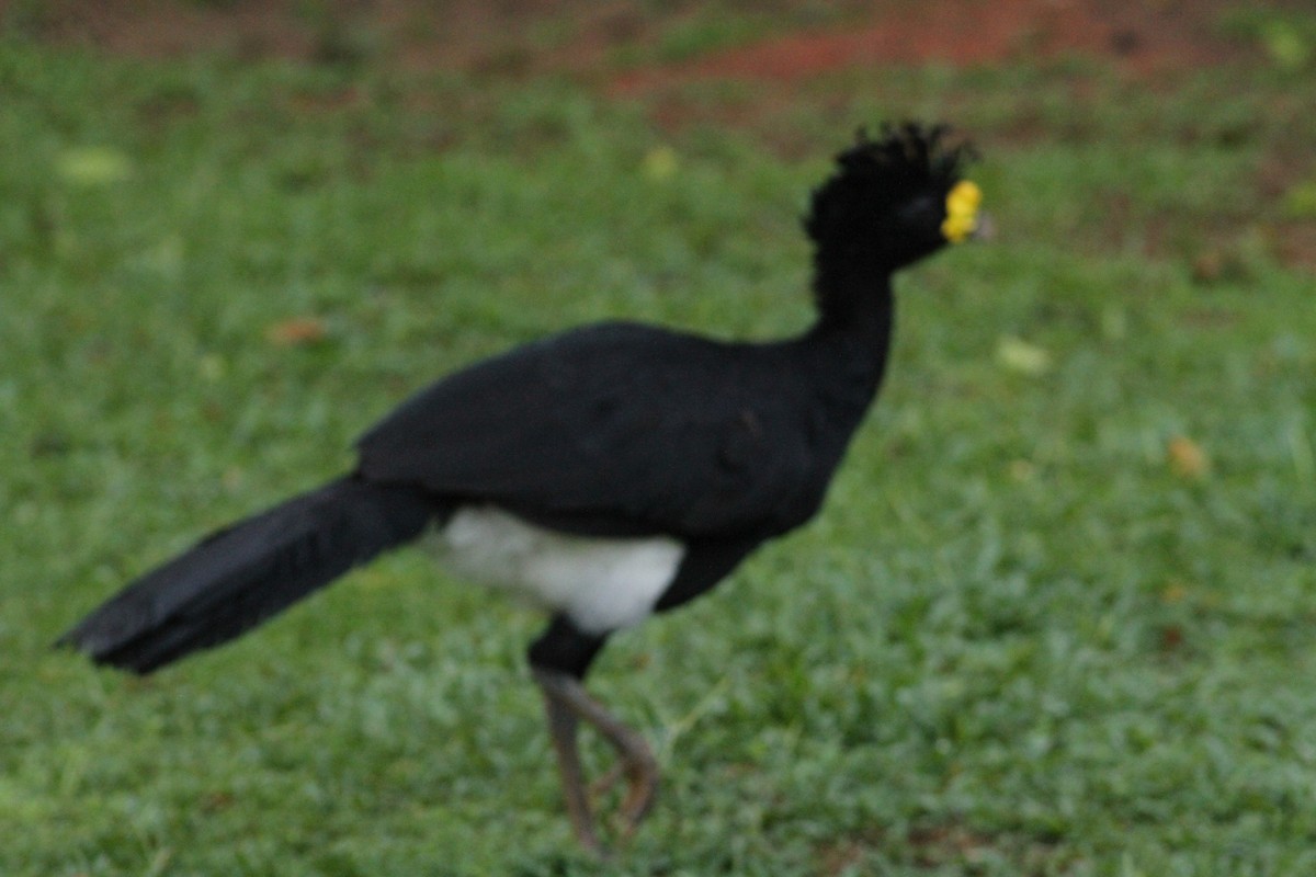 Great Curassow - ML641673889