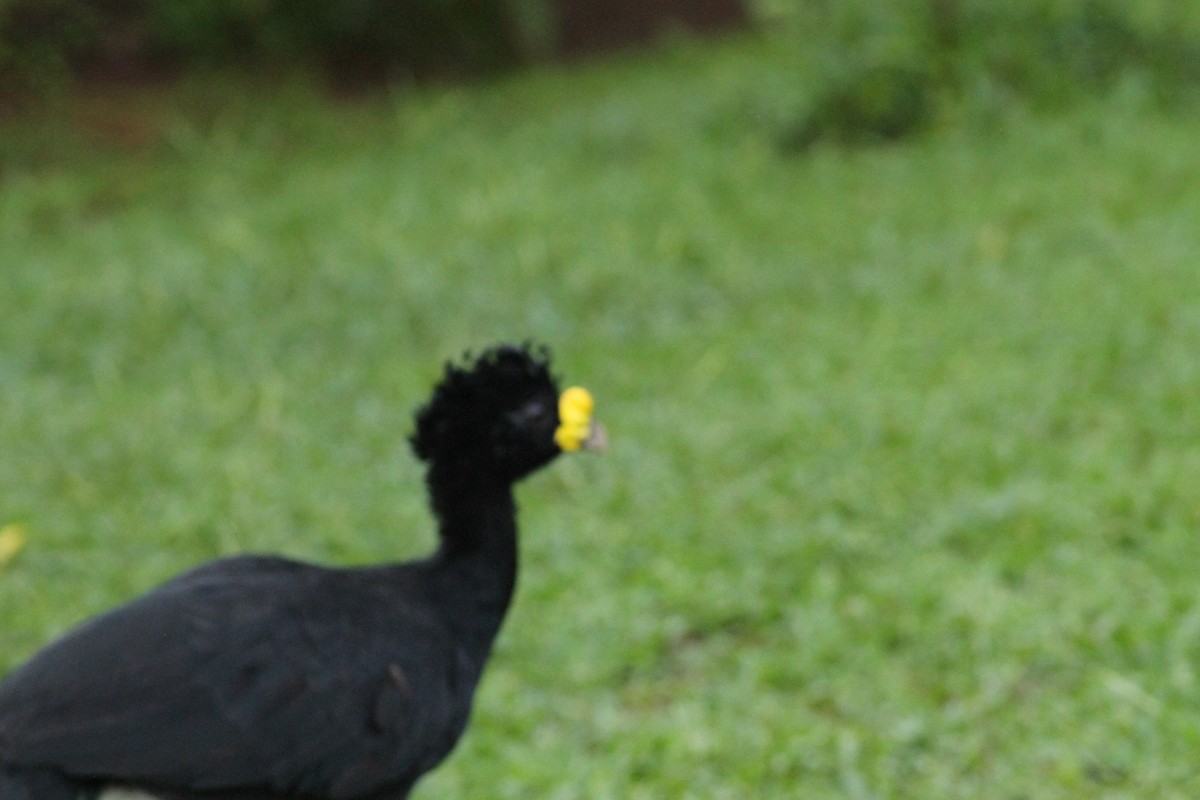 Great Curassow - ML641673890
