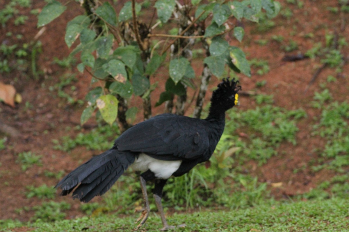Great Curassow - ML641673891