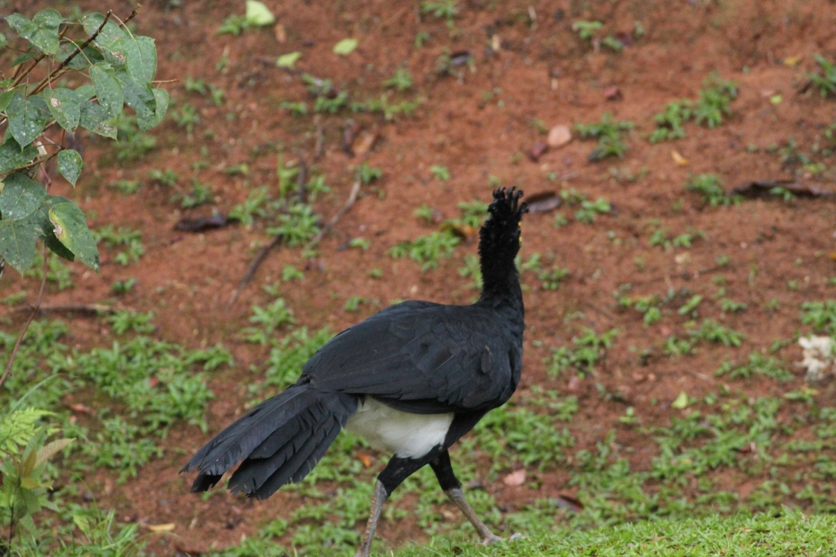 Great Curassow - ML641673892
