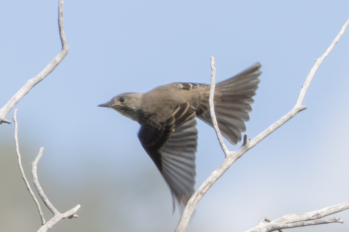 Western Wood-Pewee - ML641673900
