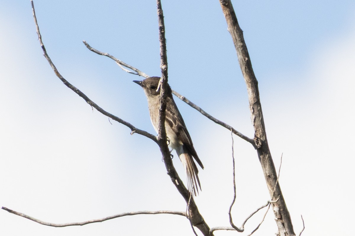 Western Wood-Pewee - ML641673901