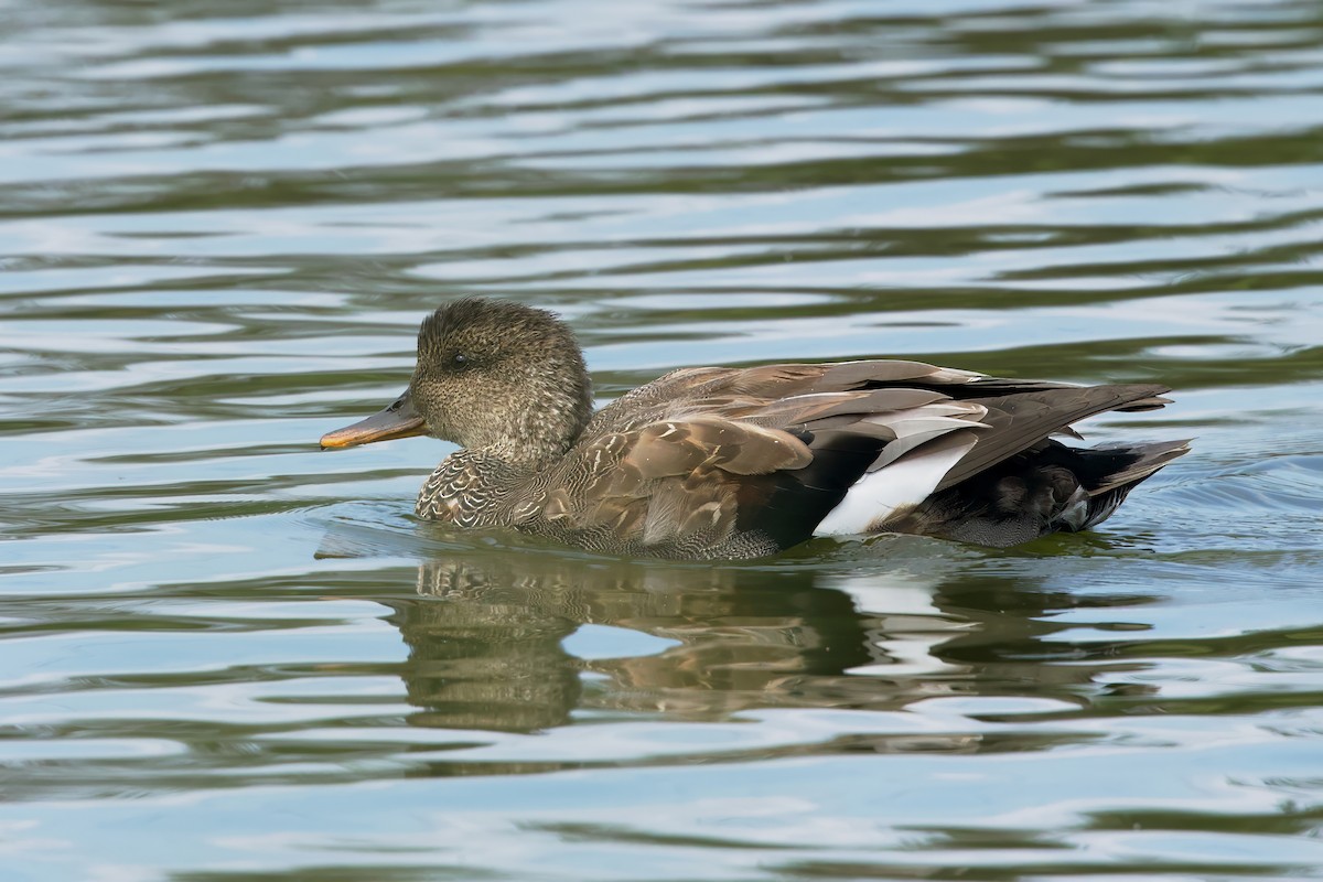 Ánade Friso - ML641673950