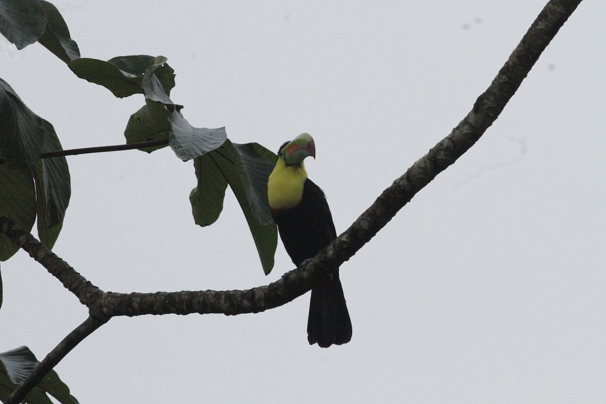 Toucan à carène - ML641673963