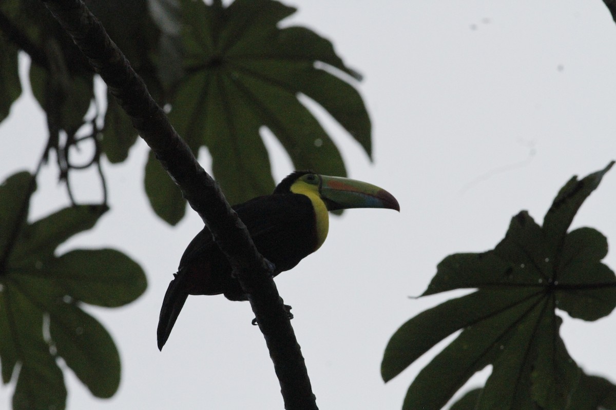 Toucan à carène - ML641673964
