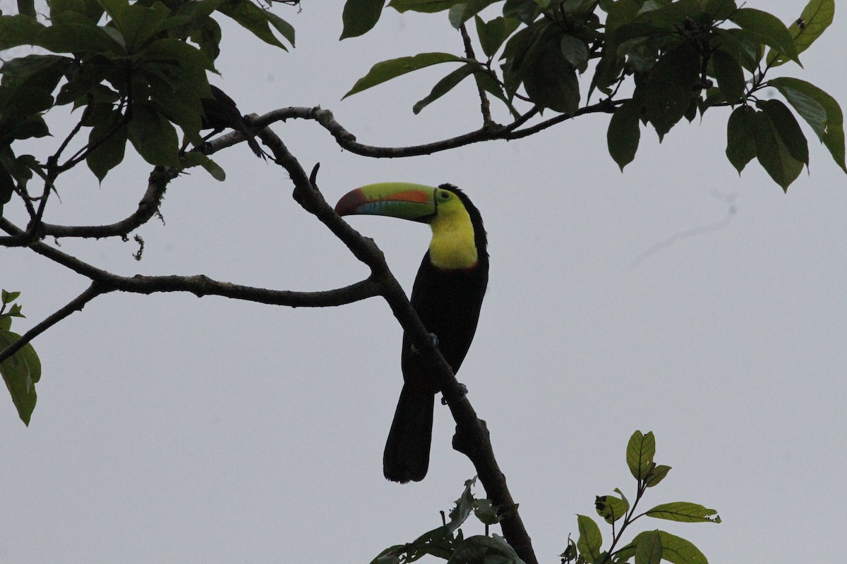 Toucan à carène - ML641673965