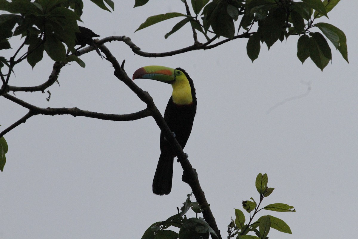 Toucan à carène - ML641673966