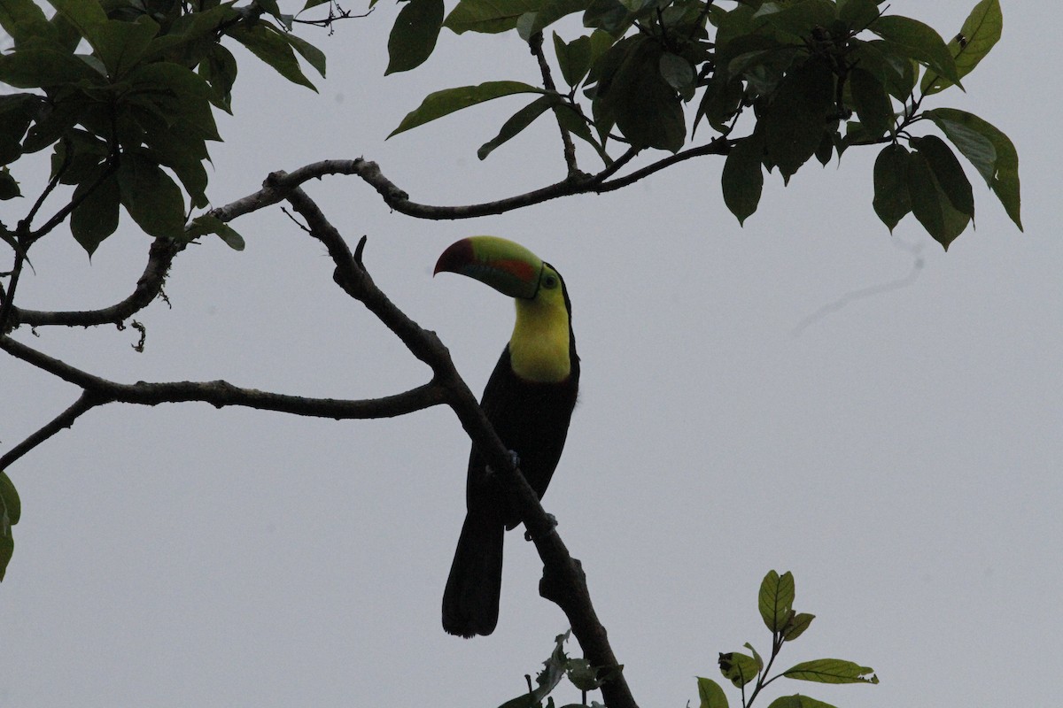 Toucan à carène - ML641673967