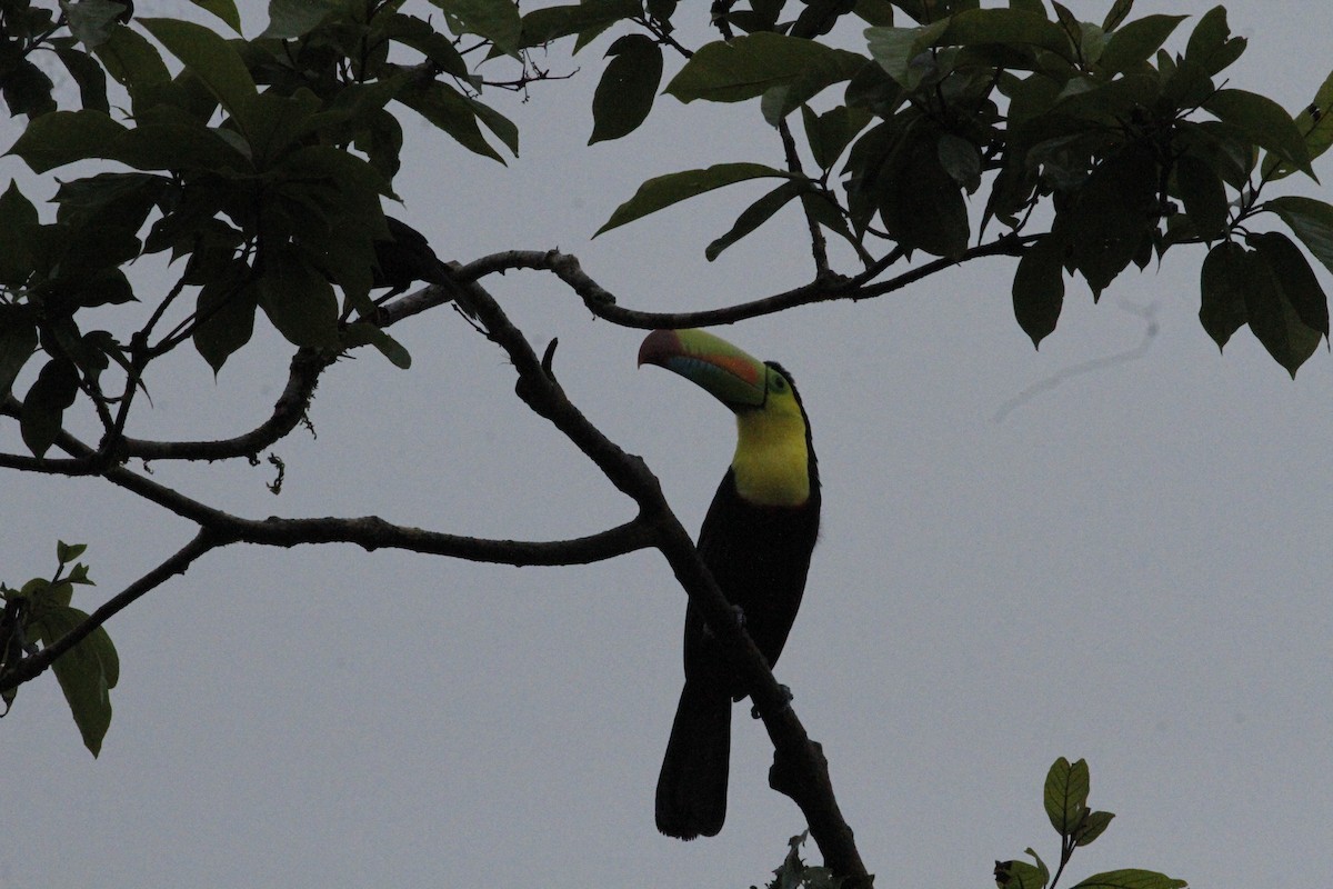 Toucan à carène - ML641673969