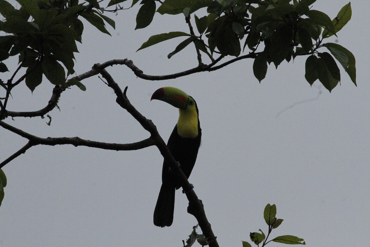 Toucan à carène - ML641673970