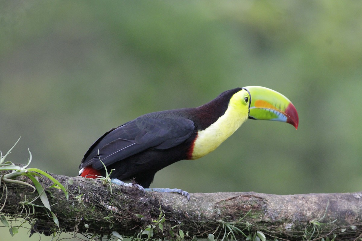 Toucan à carène - ML641673973