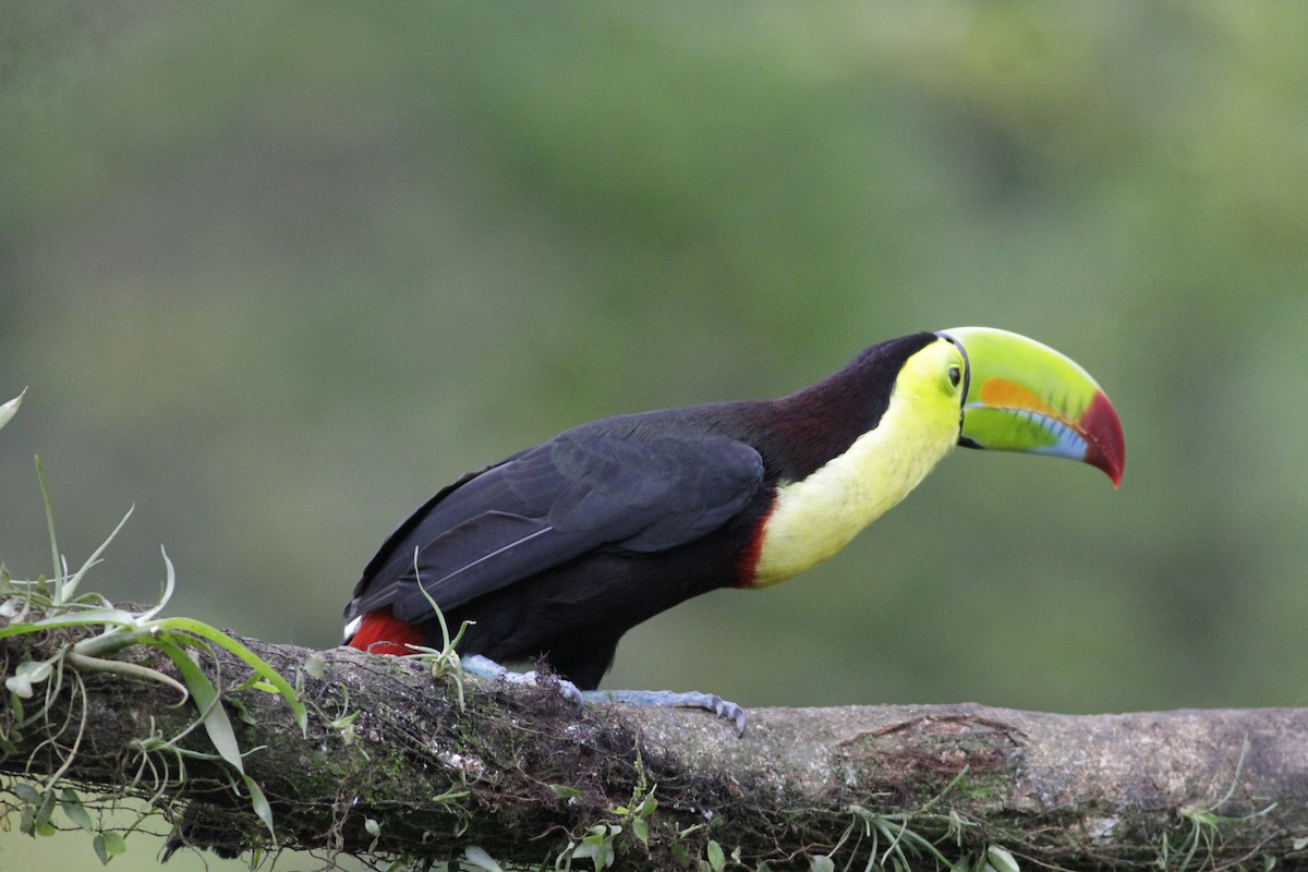 Toucan à carène - ML641673974