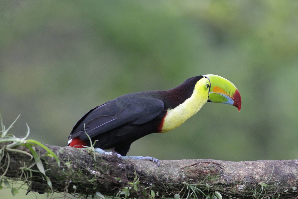 Toucan à carène - ML641673975
