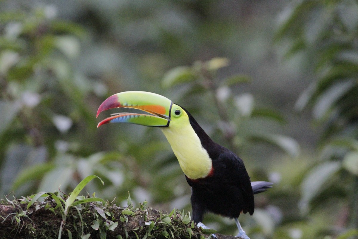 Toucan à carène - ML641673977