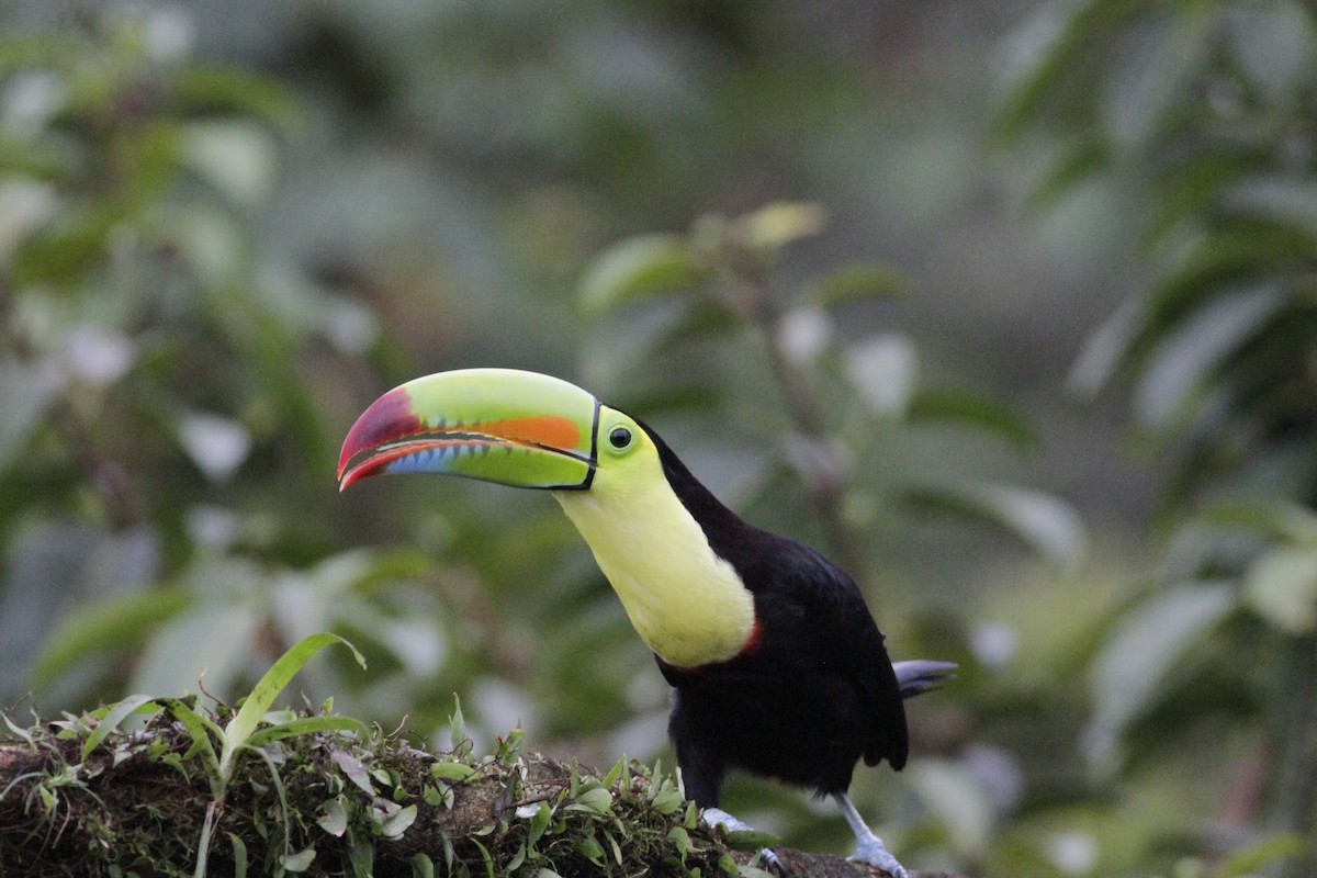 Toucan à carène - ML641673978