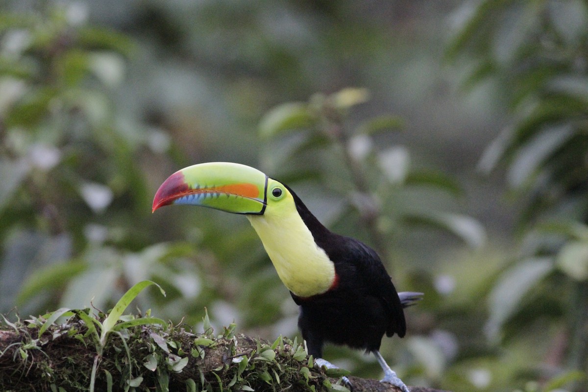 Toucan à carène - ML641673979