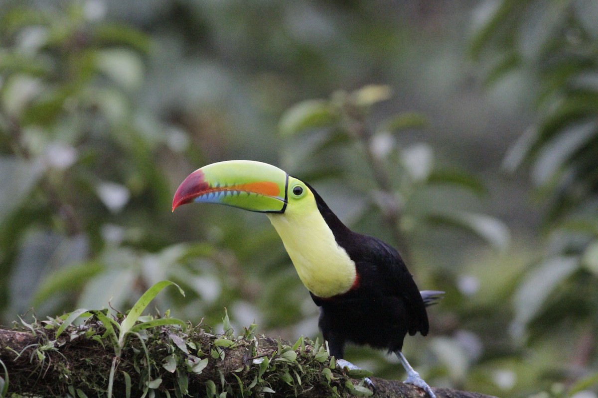 Toucan à carène - ML641673980