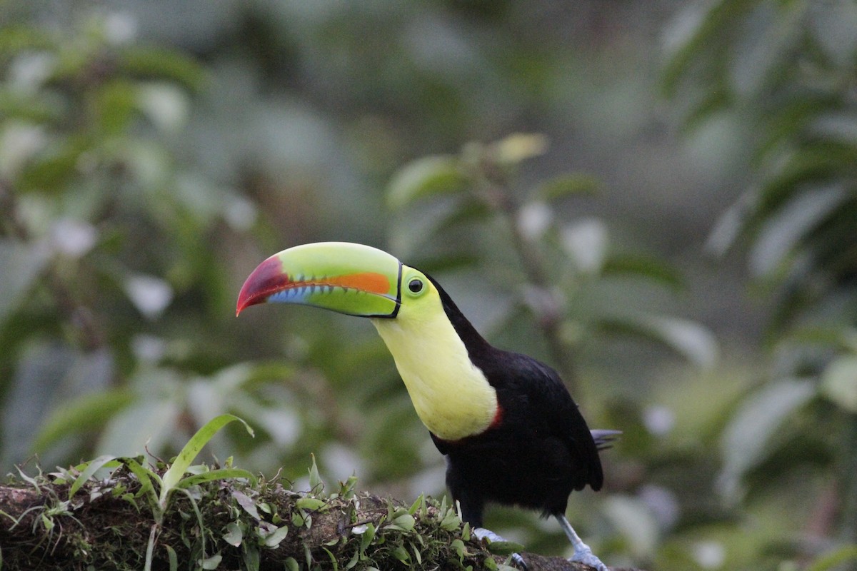 Toucan à carène - ML641673981