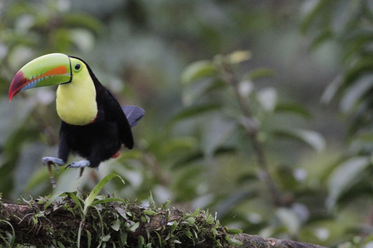 Toucan à carène - ML641673983