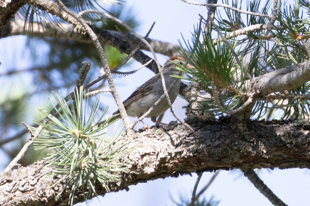 Chipping Sparrow - ML641673984