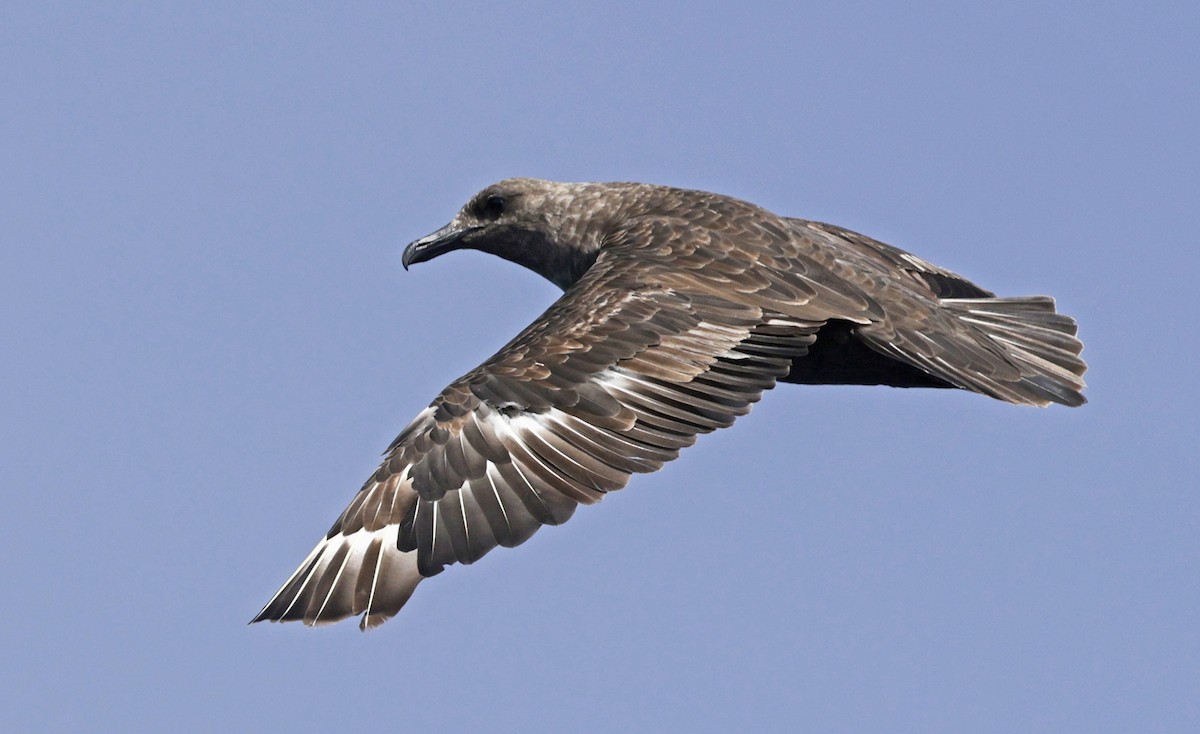 South Polar Skua - ML641673986