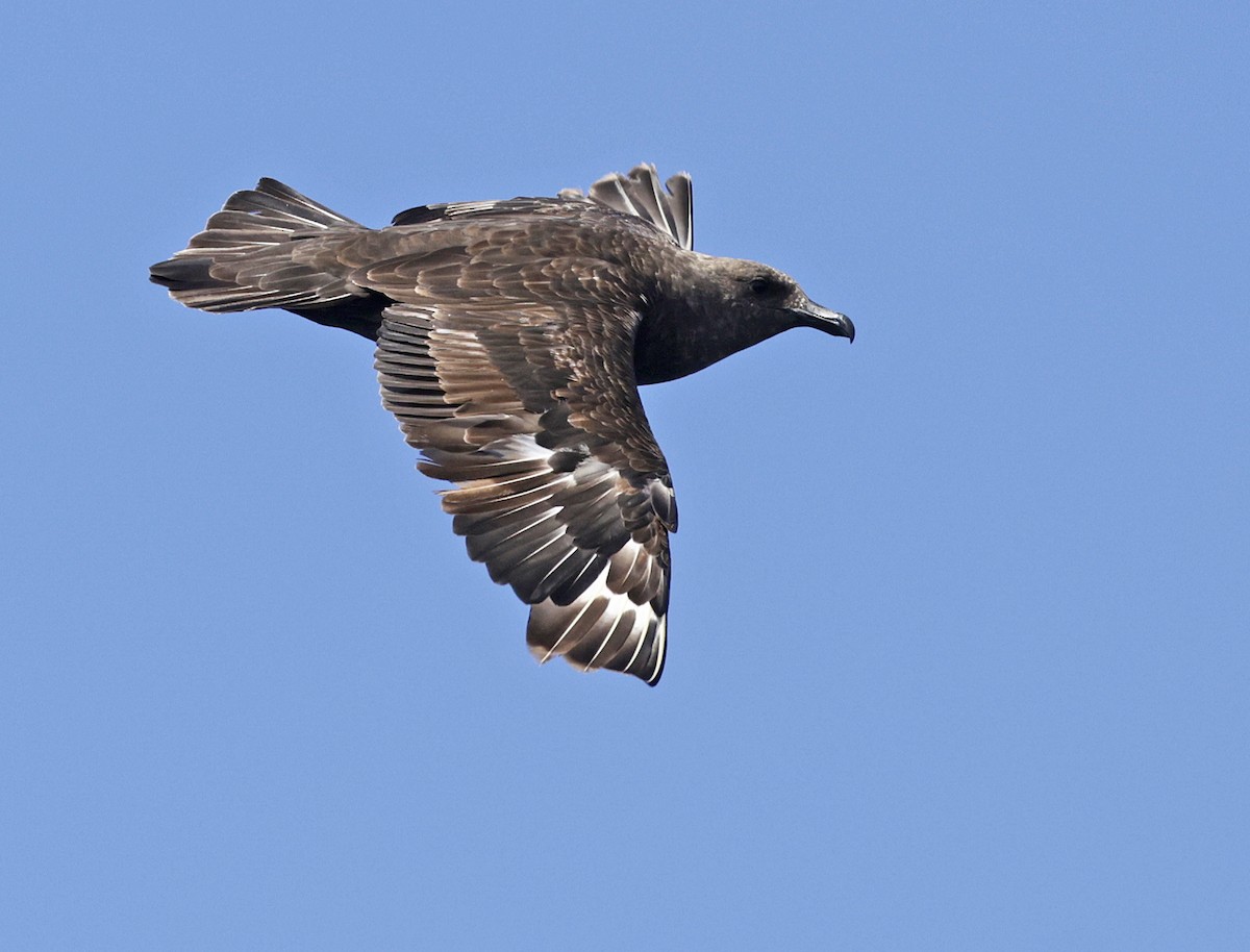 South Polar Skua - ML641673987