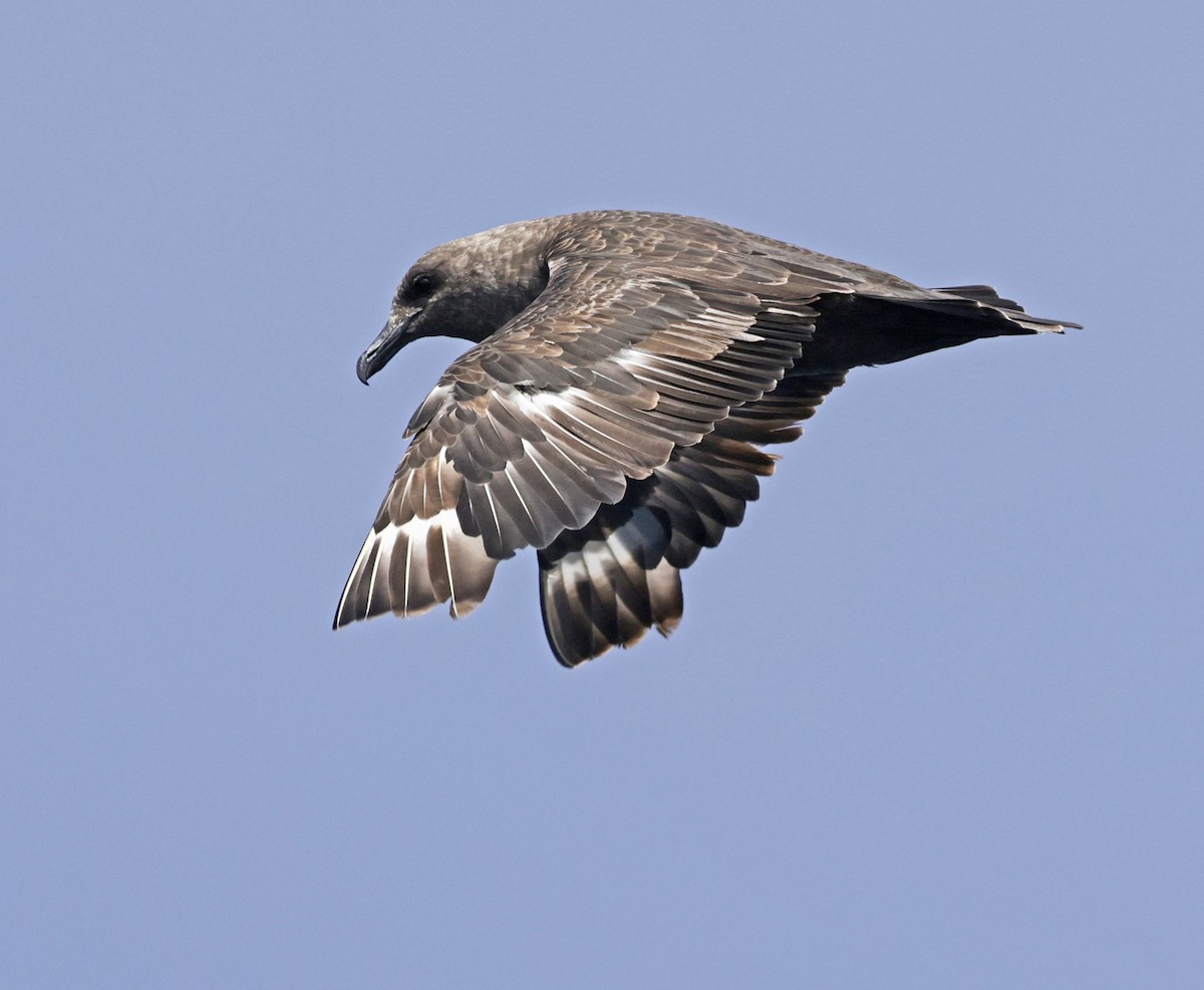 South Polar Skua - ML641673988