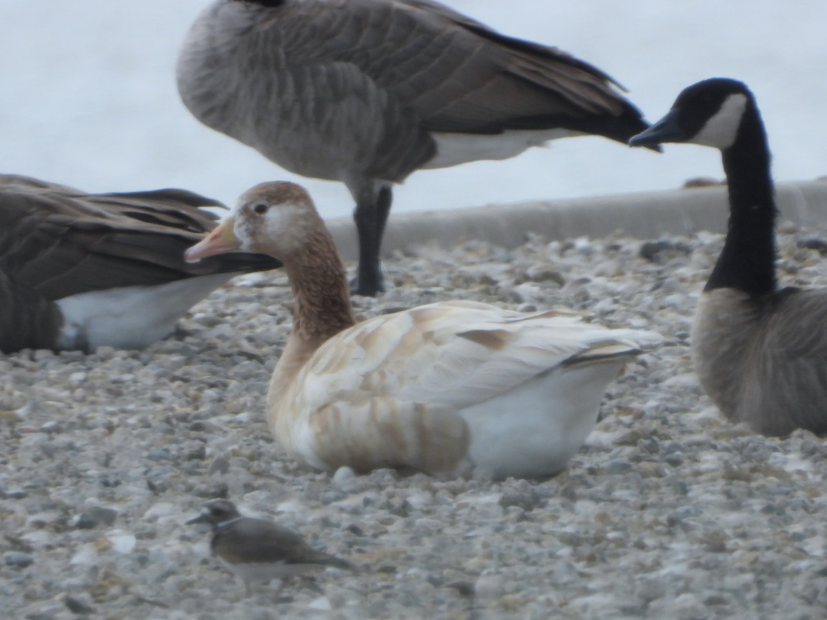 Canada Goose - ML641673992