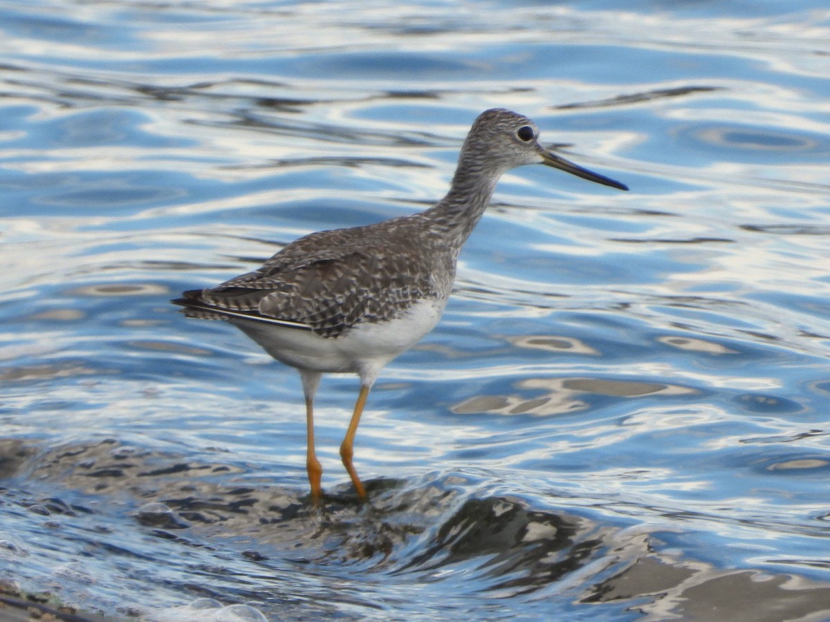 Greater Yellowlegs - ML641674007
