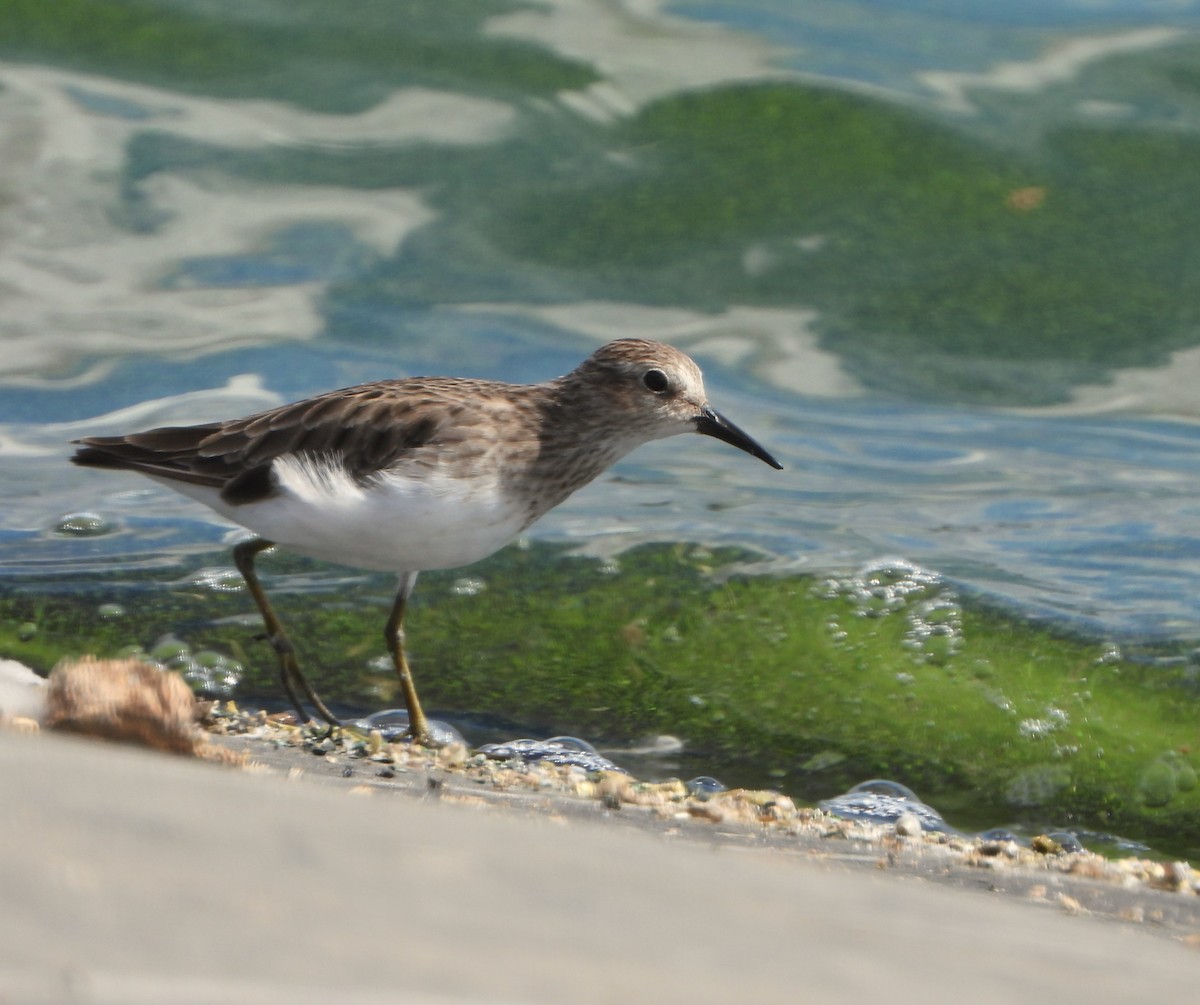 Least Sandpiper - ML641674012