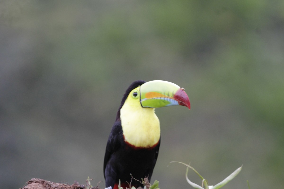 Toucan à carène - ML641674021