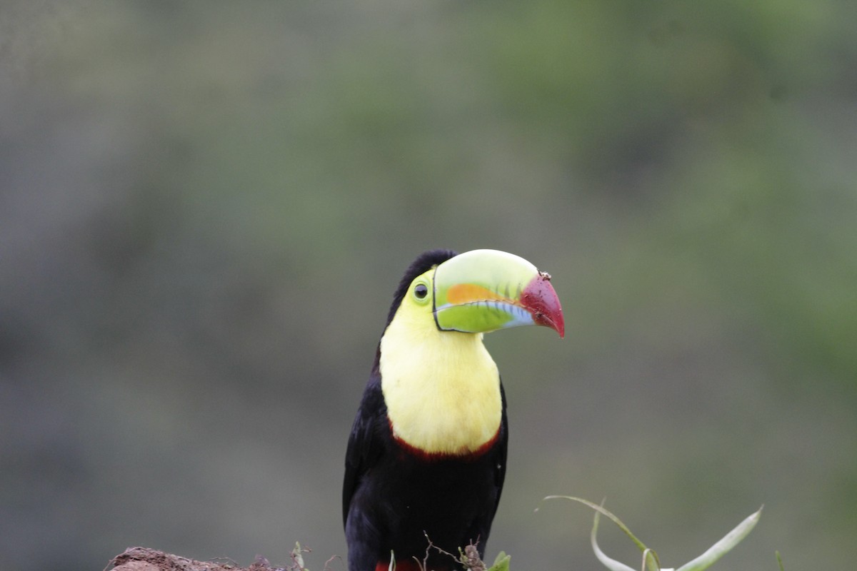 Toucan à carène - ML641674022