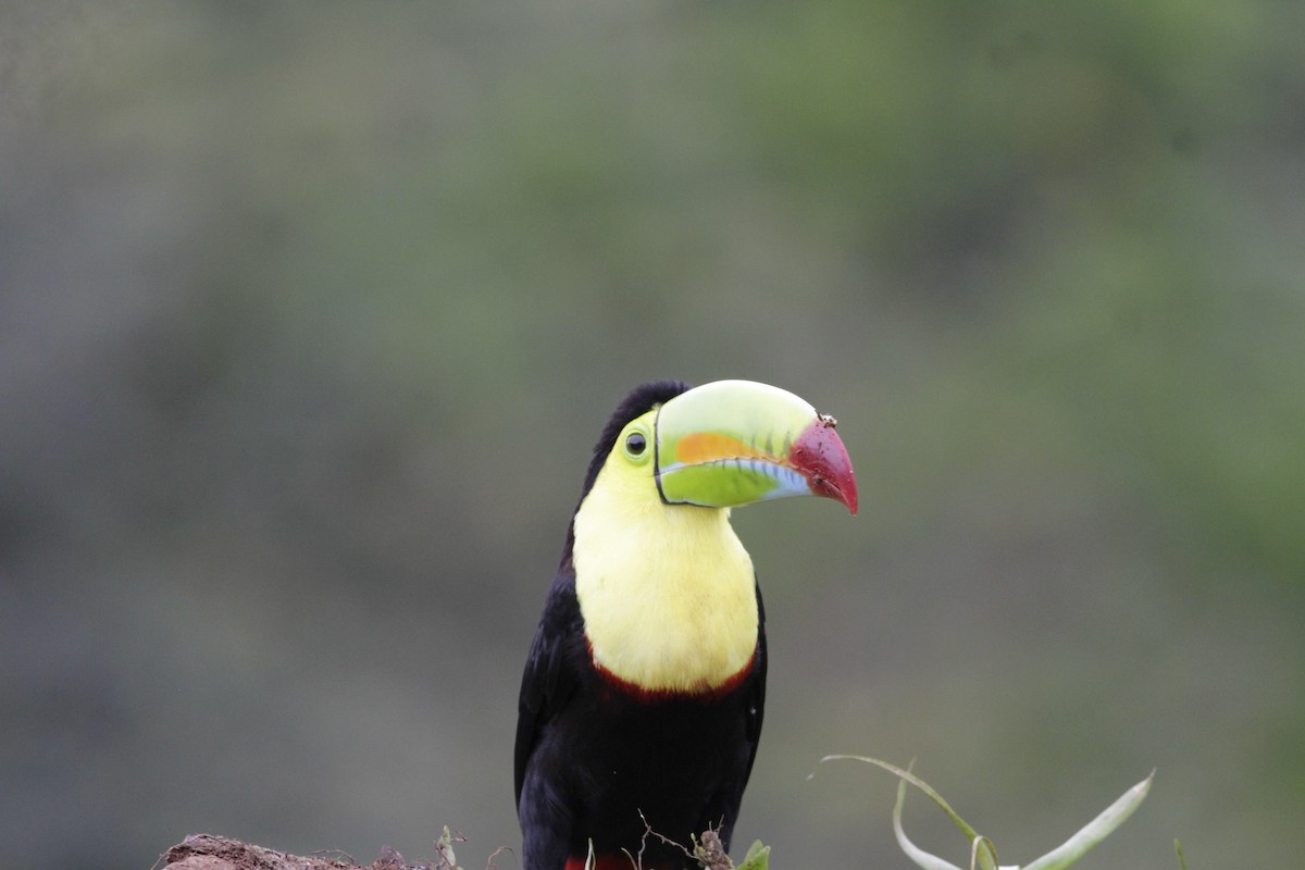 Toucan à carène - ML641674023