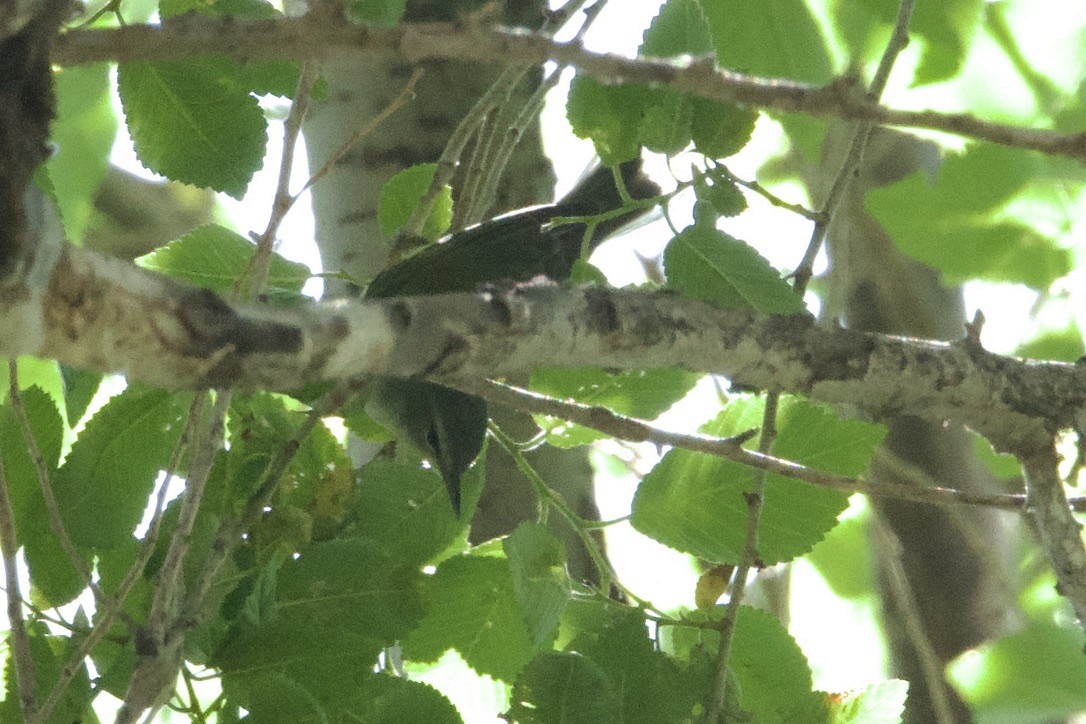 Tennessee Warbler - ML641674038