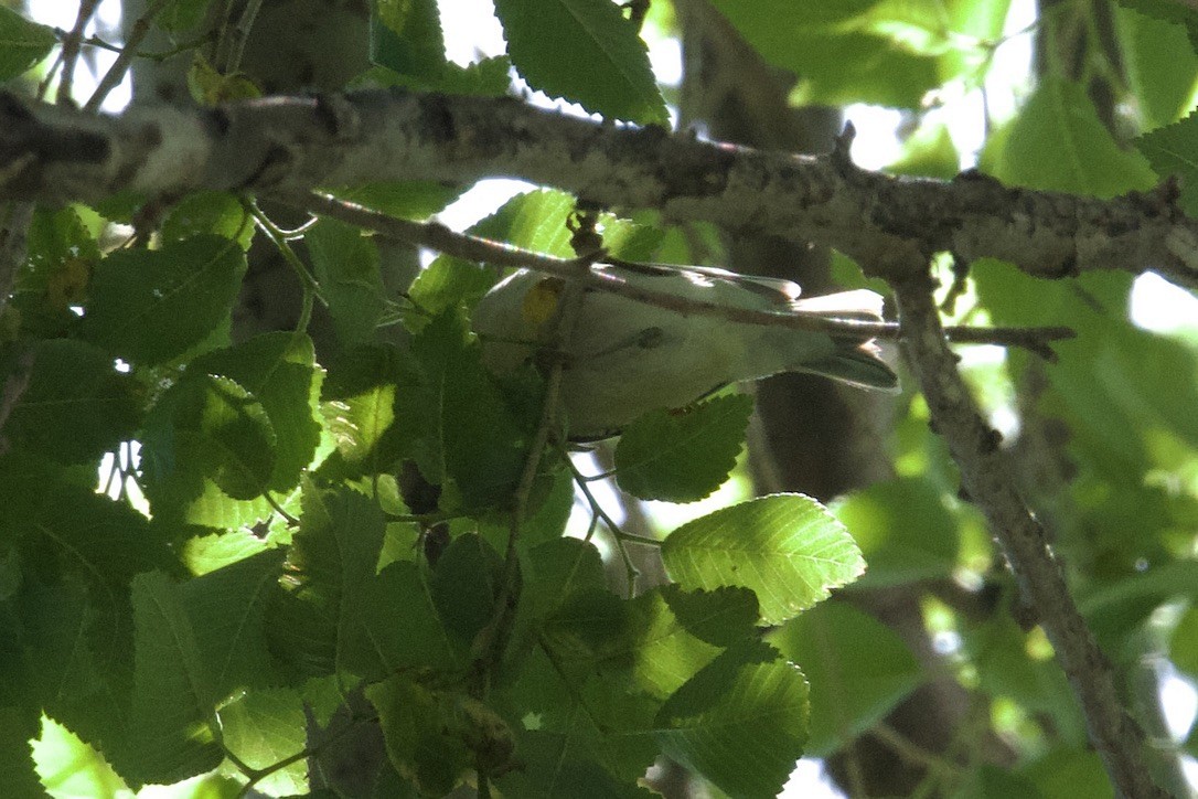 Tennessee Warbler - ML641674052