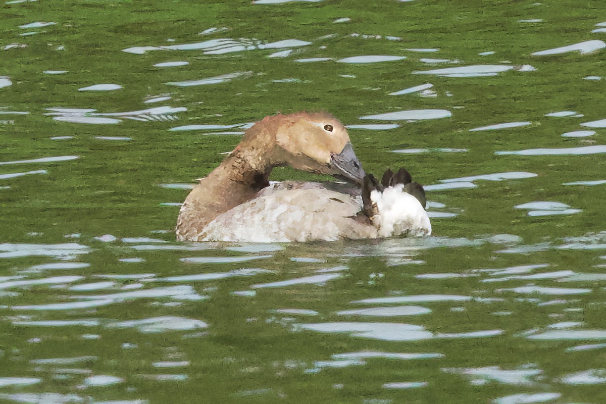 Canvasback - ML641674053