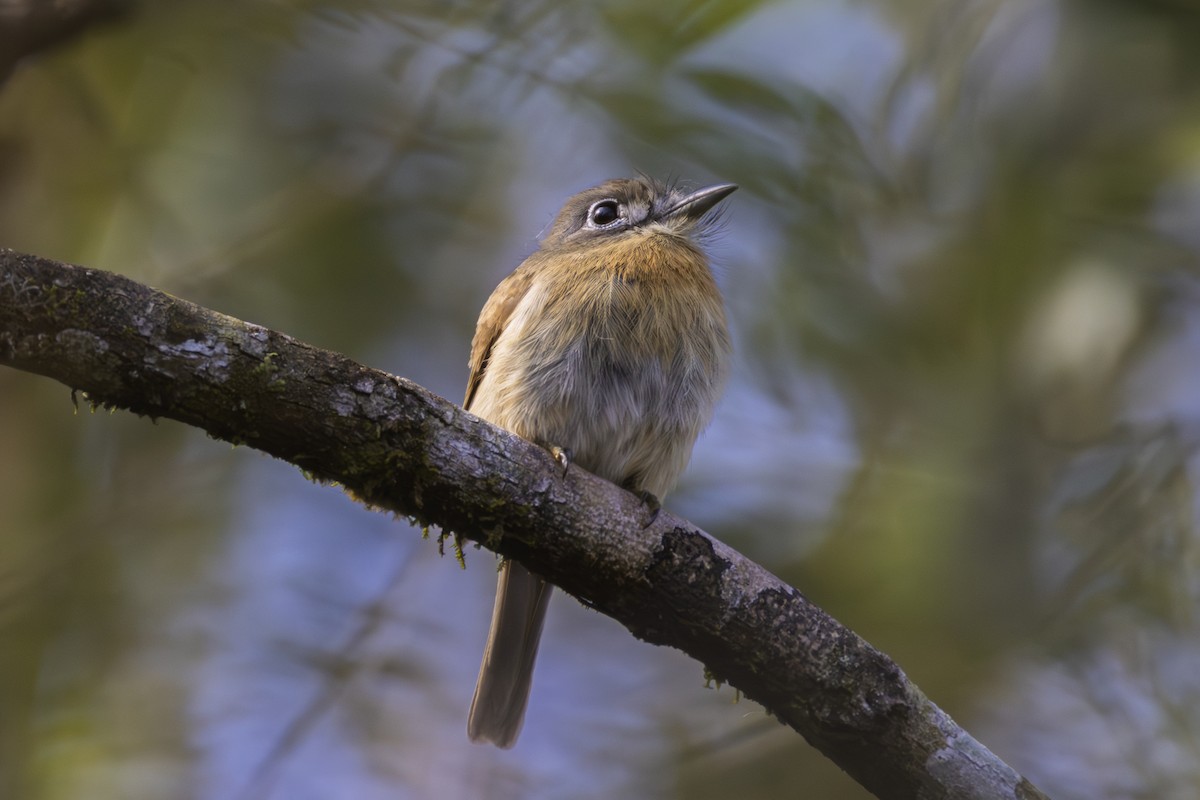 Rusty-breasted Nunlet - ML641674059