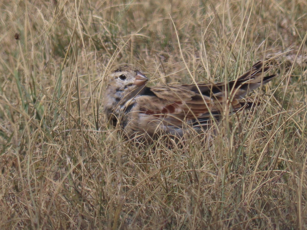 Thick-billed Longspur - ML641674082