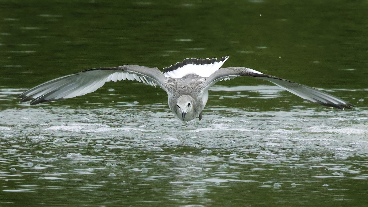 Gaviota de Sabine - ML641674083