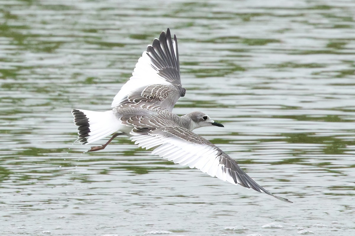 Gaviota de Sabine - ML641674113